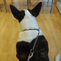 Dierenkliniek Waalre