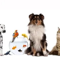 Dierenkliniek Venlo