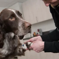Dierenkliniek sniederslaan