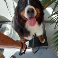 Dierenkliniek De Pijp