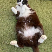 Gezelschapsdierenkliniek De Eenhoorn