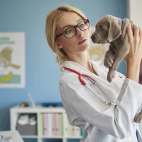 Dierendokter Arnhem