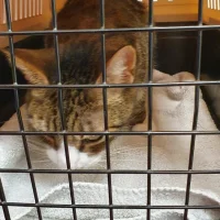 Dierenkliniek Mariahoeve