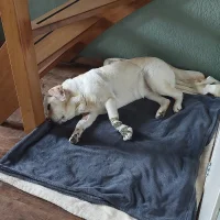 Dierenkliniek van der Sar