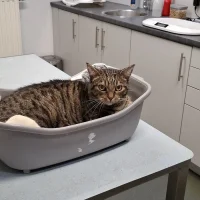 Dierenkliniek IJzendijke