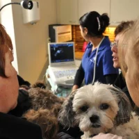 Dierenkliniek DAP
