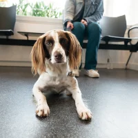 Dierenkliniek sint anna 404