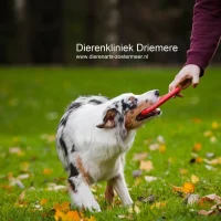 Dierenkliniek Driemere