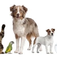 Dierenartsenpraktijk Bernheze