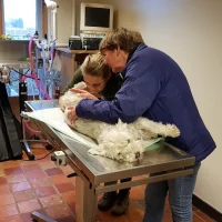 Dierenartsenpraktijk Suylichem BV