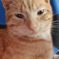 Dierenartsenpraktijk Laak