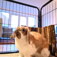 Dierenkliniek Zevenhuizen