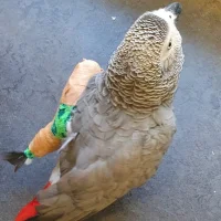 Dierenkliniek De Baronie