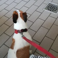 Dierenartsenpraktijk en paardenkliniek