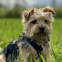 dierenkliniek velp-veluwezoom