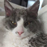 Merels Dierenkliniek