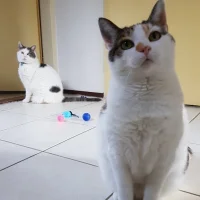De Katten praktijk