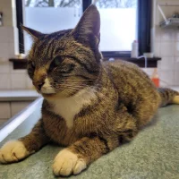 Dierenkliniek Lopikerwaard