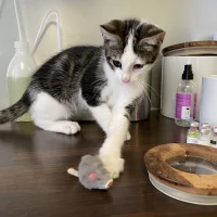 Dierenkliniek Rivierenbuurt