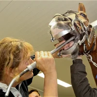 Dierenartspraktijk Wellensiek