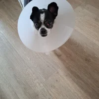Dierenartspraktijk Scherpenzeel