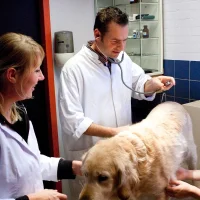Dierenartspraktijk Boskoop