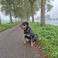 Dierenarts aan de Amstel