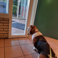 Dierenkliniek Meursing