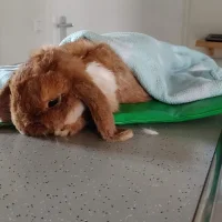 Dierenkliniek Vollaers