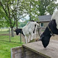 AnimalCare
