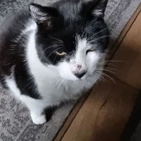 Dierenartsenpraktijk Westeinder