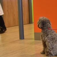 Dierenkliniek Enschede