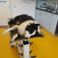 Caressa Dierenkliniek Delft