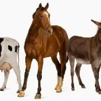 Dierenartsencombinatie Staphorst