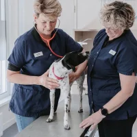 Dierenkliniek Stokhasselt