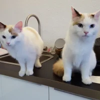Dierenarts Annemieke Calis