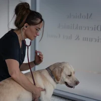 Dierenkliniek het Gooi