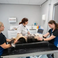 Dierenkliniek de Postwagen