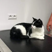 Dierenkliniek Oudeland