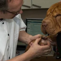 Dierenkliniek Hoograven
