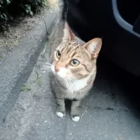 Anicura dierenartsen Den Helder