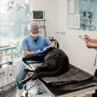 Dierenkliniek De Ronde Venen