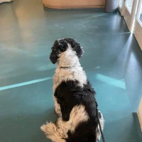 Dierenkliniek T Gooi
