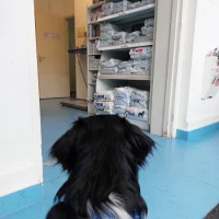Dierenarts Bob