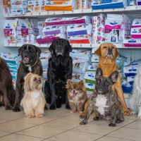Dierenkliniekpoortugaal