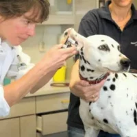 Dierenkliniek De Postwagen