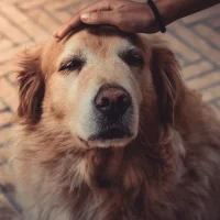 Mijn Dierenkliniek