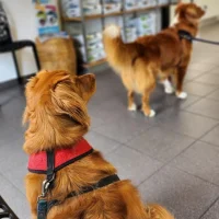 Dierenkliniek dierentop