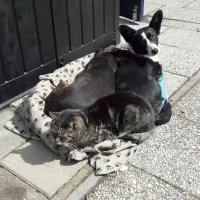 Dierenkliniek Maaskant