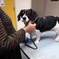 Dierenkliniek Makatsi